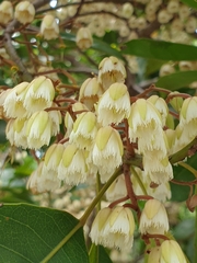 Elaeocarpus eumundii