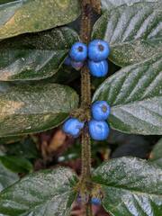 Lasianthus attenuatus attenuatus