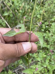 Fleischmannia pycnocephala