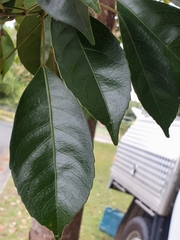 Elaeocarpus eumundii