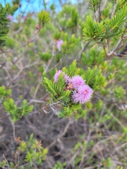 Melaleuca gibbosa