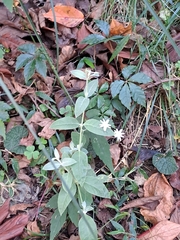 Stellaria vestita