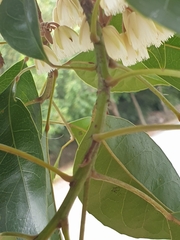 Elaeocarpus eumundii