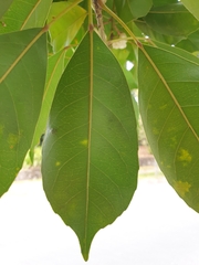 Elaeocarpus eumundii