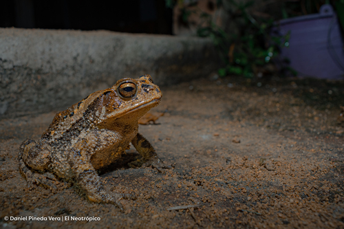 Chimalapa toad, Incilius tutelarius