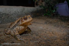 Incilius tutelarius