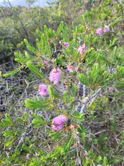 Melaleuca gibbosa