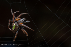 Eriophora