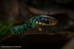 Drymobius margaritiferus