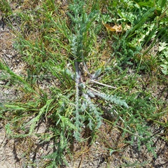 Pseudohandelia umbellifera