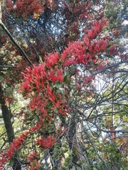 Peraxilla tetrapetala