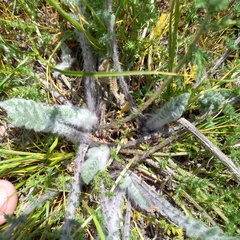 Pseudohandelia umbellifera