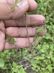 Fleischmannia pycnocephala