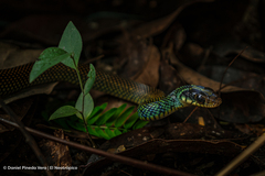 Drymobius margaritiferus