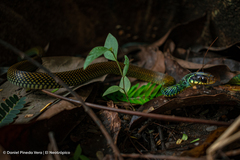 Drymobius margaritiferus