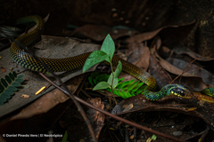 Drymobius margaritiferus