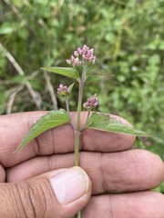 Fleischmannia pycnocephala