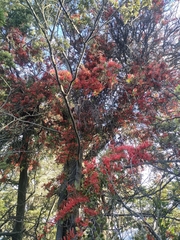 Peraxilla tetrapetala