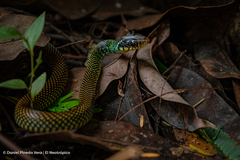 Drymobius margaritiferus