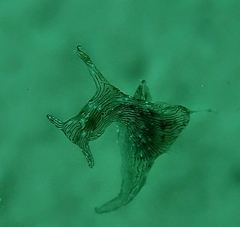 Stylocheilus striatus