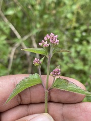 Fleischmannia pycnocephala