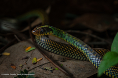 Drymobius margaritiferus