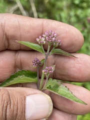 Fleischmannia pycnocephala