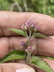 Fleischmannia pycnocephala