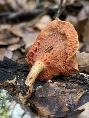 Chalciporus aurantiacus