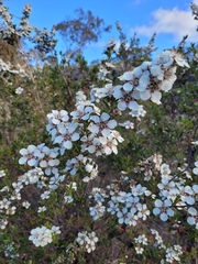 Leptospermum lanigerum