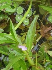 Limnophila aromatica