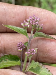 Fleischmannia pycnocephala