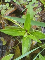 Limnophila aromatica