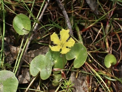 Nymphoides geminata