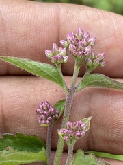 Fleischmannia pycnocephala