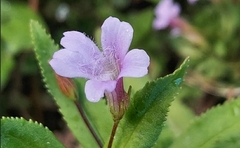 Limnophila aromatica