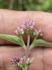 Fleischmannia pycnocephala