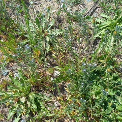Buglossoides tenuiflora