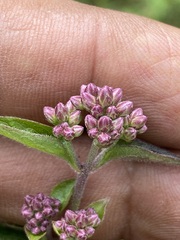 Fleischmannia pycnocephala