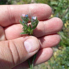 Buglossoides tenuiflora