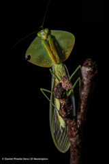 Choeradodis rhombicollis