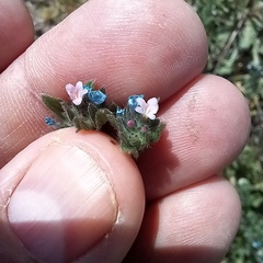 Buglossoides tenuiflora