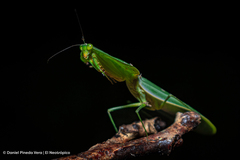 Choeradodis rhombicollis