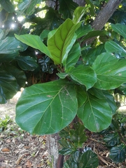 Ficus lyrata