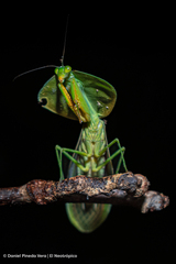 Choeradodis rhombicollis