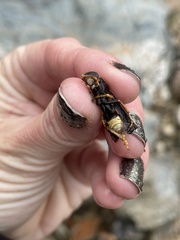 Polistes comanchus