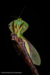 Choeradodis rhombicollis