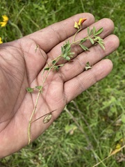 Crotalaria pumila