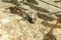 Ammophila sabulosa