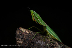 Choeradodis rhombicollis